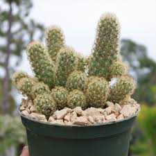 Attēlu rezultāti vaicājumam “Dienerella elongata”