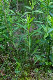 Attēlu rezultāti vaicājumam “Festuca rubra subsp. rubra leaf”