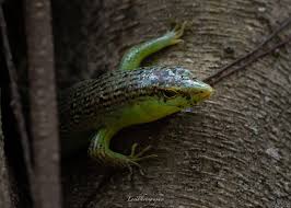 Risultati immagini per dasia smaragdina