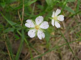 Attēlu rezultāti vaicājumam “Potentilla alba”