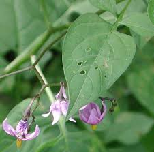 Attēlu rezultāti vaicājumam “Solanum dulcamara leaf”