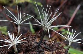 Attēlu rezultāti vaicājumam “Xylaria”