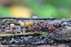 Attēlu rezultāti vaicājumam “Hemitrichia calyculata stalked”