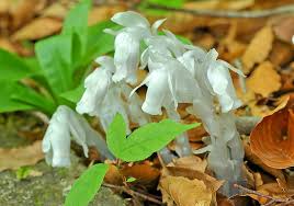 Image result for ギンリョウソウ