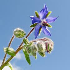 Attēlu rezultāti vaicājumam “Borago officinalis bud”