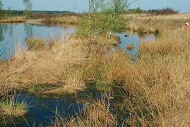Attēlu rezultāti vaicājumam “Coenagrion armatum male”
