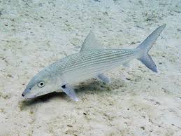 Image result for Albula vulpes