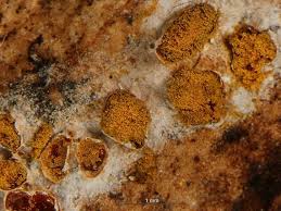 Attēlu rezultāti vaicājumam “Perichaena corticalis macro”