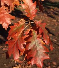 Attēlu rezultāti vaicājumam “Quercus rubra”