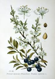 Attēlu rezultāti vaicājumam “Prunus spinosa”