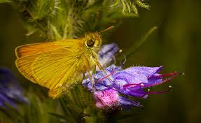 Attēlu rezultāti vaicājumam “Thymelicus lineola underside”