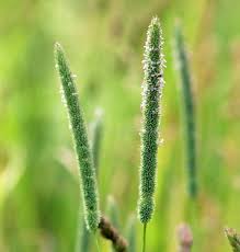 Attēlu rezultāti vaicājumam “Phleum phleoides fruit”