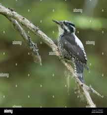 Attēlu rezultāti vaicājumam “Picoides tridactylus adult”