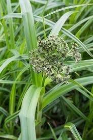 Attēlu rezultāti vaicājumam “Scirpus sylvaticus flower”