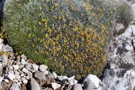 Attēlu rezultāti vaicājumam “Grimmia pulvinata sporophyte”