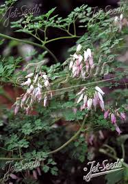 Image result for Adlumia fungosa