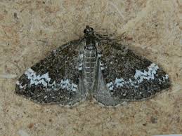 Attēlu rezultāti vaicājumam “Perizoma alchemilla”