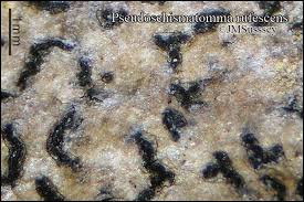 Attēlu rezultāti vaicājumam “Opegrapha rufescens”