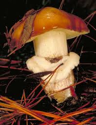 Attēlu rezultāti vaicājumam “Suillus luteus”