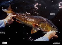 Image result for Sciaenops ocellatus