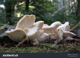 Attēlu rezultāti vaicājumam “Hericium cirrhatum”