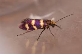 Attēlu rezultāti vaicājumam “Micropterix aureatella”