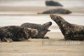 Image result for Halichoerus grypus