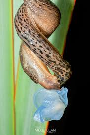 Attēlu rezultāti vaicājumam “Lycogala convexum macro”