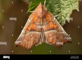 Attēlu rezultāti vaicājumam “Scoliopteryx libatrix”