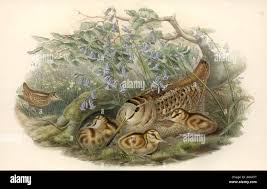 Attēlu rezultāti vaicājumam “Scolopax rusticola nest”