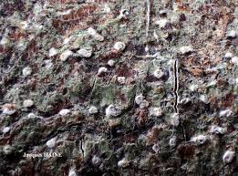 Attēlu rezultāti vaicājumam “Phlyctis agelaea”