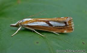 Attēlu rezultāti vaicājumam “Catoptria permutatellus”