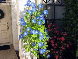 Image result for Ipomoea Heavenly Blue