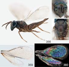 Attēlu rezultāti vaicājumam “Cystiphora sanguinea”