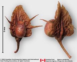 Attēlu rezultāti vaicājumam “Rumex obtusifolius fruit”