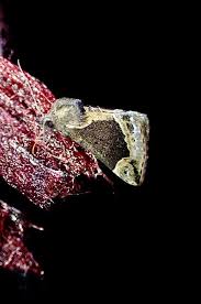 Attēlu rezultāti vaicājumam “Hypena crassalis”