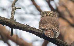 Attēlu rezultāti vaicājumam “Glaucidium passerinum adult”