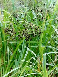 Attēlu rezultāti vaicājumam “Scirpus sylvaticus fruit”