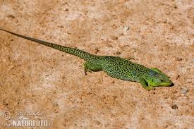 Attēlu rezultāti vaicājumam “Leporida”