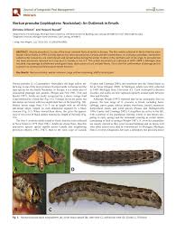 Attēlu rezultāti vaicājumam “Noctua pronuba”