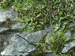 Attēlu rezultāti vaicājumam “Homalothecium sericeum”