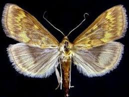 Attēlu rezultāti vaicājumam “Ostrinia nubilalis”