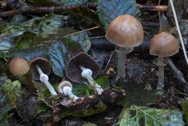 Attēlu rezultāti vaicājumam “Psathyrella pygmaea”