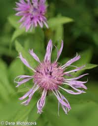 Image result for Centaurea pseudophrygia