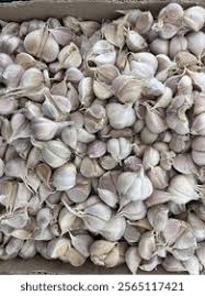 Attēlu rezultāti vaicājumam “Allium sativum fruit”