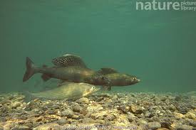 Image result for Thymallus thymallus