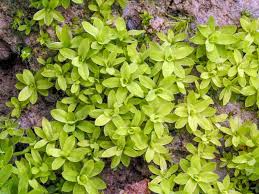 Attēlu rezultāti vaicājumam “Tortula truncata sporophyte”