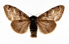 Attēlu rezultāti vaicājumam “Gynaephora selenitica”