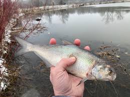 Image result for Dorosoma cepedianum