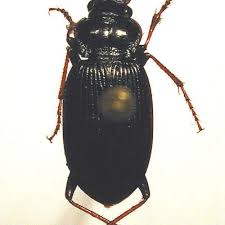 Attēlu rezultāti vaicājumam “Nebria brevicollis”